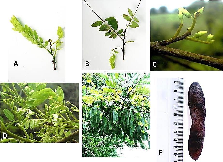 12 Figura 3: Fenofases observadas em Dalbergia nigra (Vell.) Allemão ex Benth no Recôncavo da Bahia, Brasil.