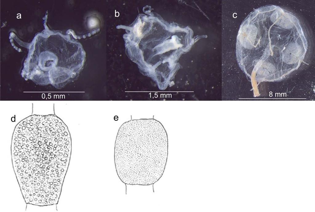 9 Figura 3. Estágios de desenvolvimento de Liriope tetraphylla. a) Juvenil em desenvolvimento inicial. b) Juvenil em desenvolvimento secundário. c) Indivíduo adulto. d) Gônada feminina.