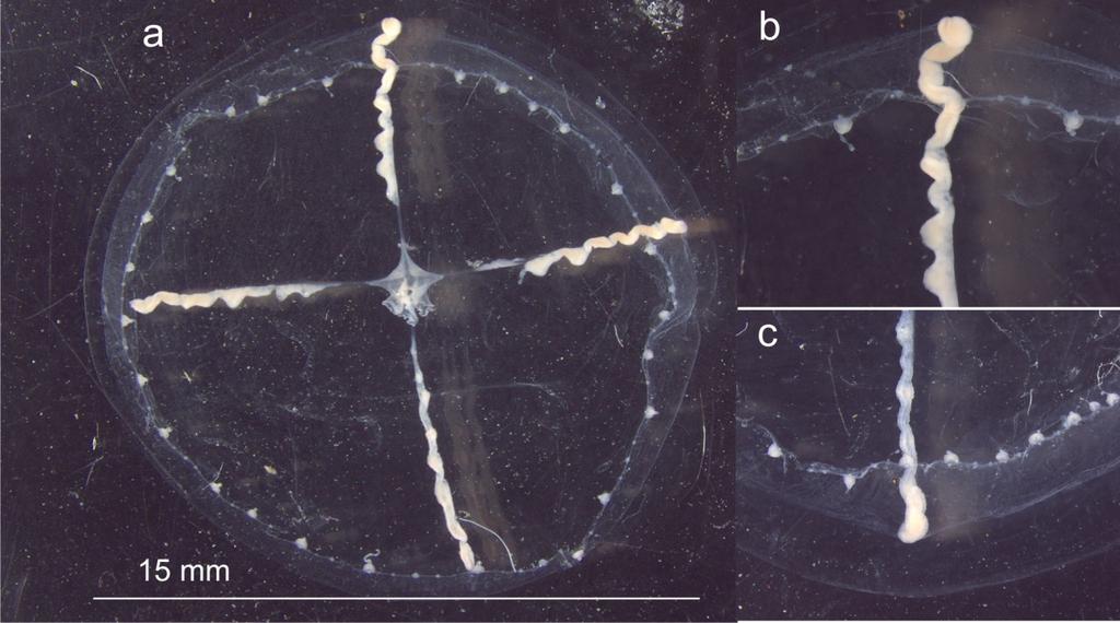 10 Figura 4. Blackfordia virginica. a) Adulto de 15 mm de diâmetro umbrelar. b) Detalhe da gônada masculina. c) Detalhe da gônada feminina.