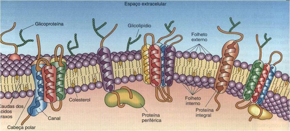 ASSIMETRIA DA MEMBRANA A membrana tem duas faces: Externa: se liga a outra célula ou material intercelular face E. Interna ou protoplasmática: em contato com o citoplasma: face P.