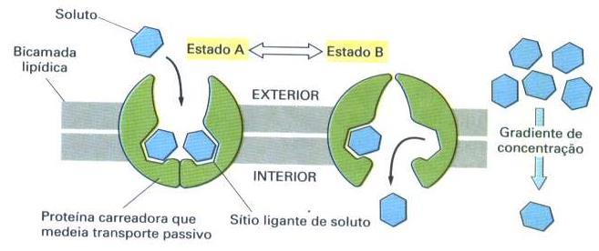 2.DIFUSÃO FACILITADA Difusão do soluto através da membrana com auxílio da PERMEASE ou molécula transportadora.