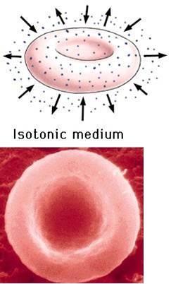 3. OSMOSE