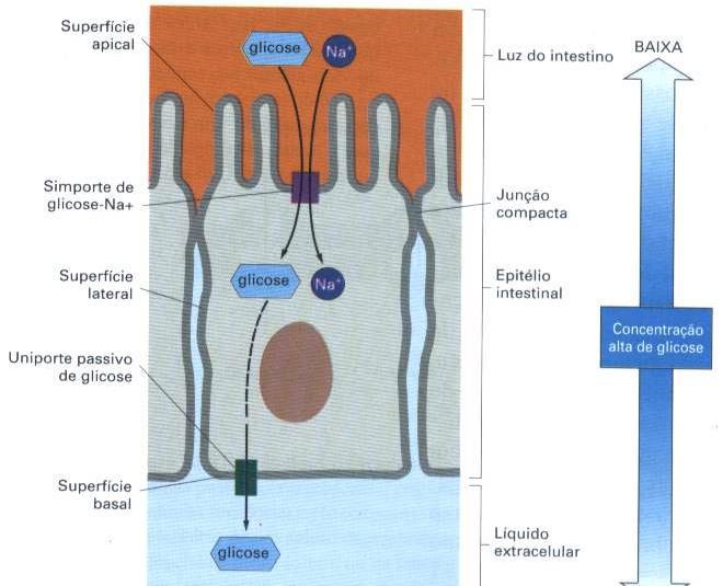 COTRANSPORTE -SIMPORTE Células do intestino tem alta concentração de glicose em seu interior e pequena concentração na luz do intestino.