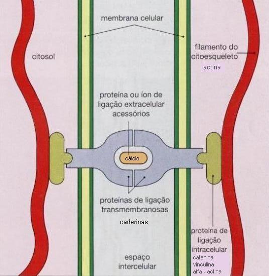 JUNÇÃO DE