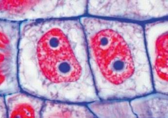 Parede celular É uma matriz extracelular rígida e maleável, forte e organizada A