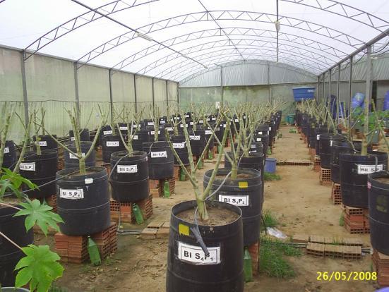 27 Figura 3 Poda drástica das plantas do pinhão-manso aos 396 dias após o transplantio. 4.