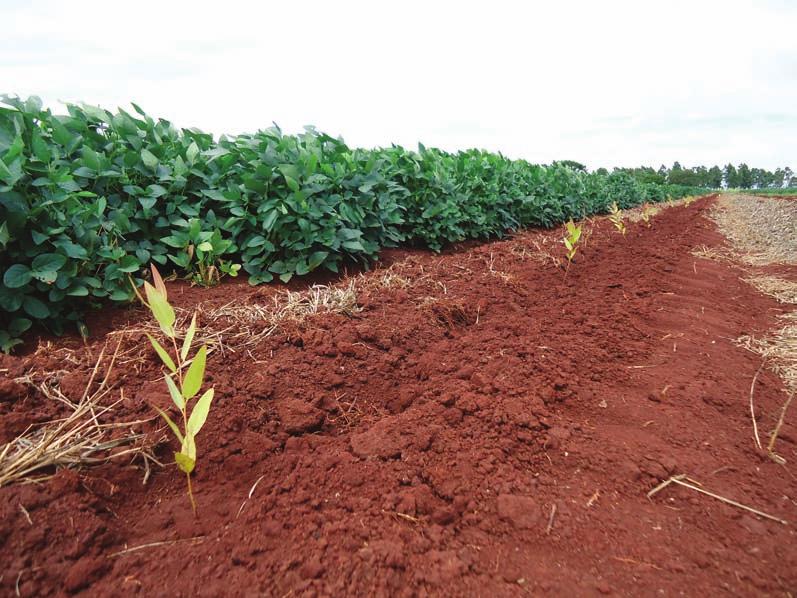 60 Sistemas de integração lavoura-pecuária-floresta: a produção sustentável FIGURA 5.12 - Mudas de eucalipto plantadas com o coleto rente à superfície do solo. Foto: Ademar P. Serra. cular.