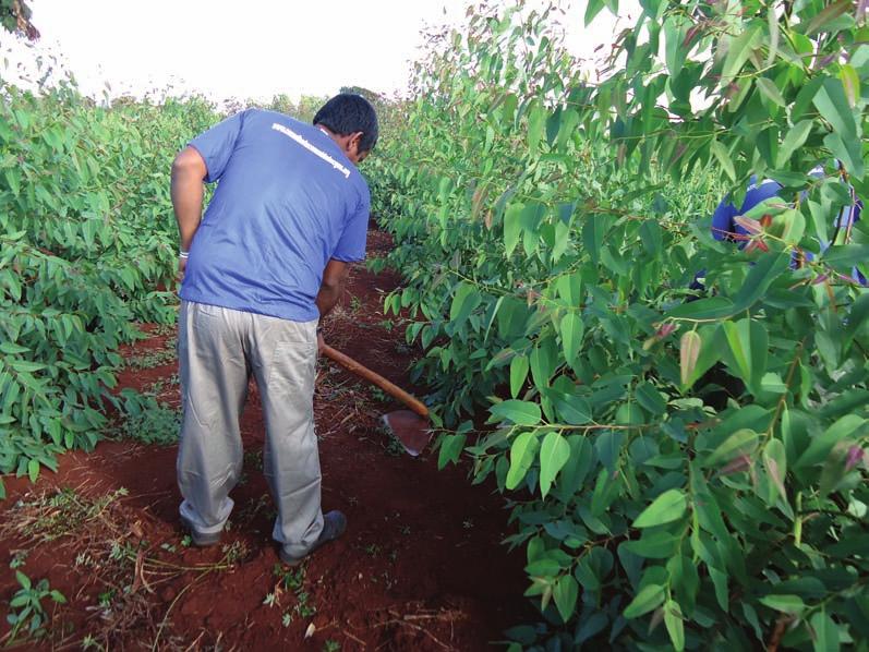 CAPÍTULO 5 Fundamentos técnicos para implantação de sistemas de integração lavoura-pecuária-floresta com eucalipto 63 FIGURA 5.14 - Coroamento com capina manual. Foto: Ademar P. Serra.