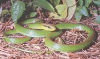 Os acidentes com cobras deste gênero correspondem a 0,4% das ocorrências registradas com serpentes peçonhentas. Tais acidentes podem ocasionar o óbito devido ao acometimento respiratório.