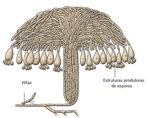 BIOLOGIA DOS FUNGOS Micélio vegetativo = sustentação do fungo e absorção de nutrientes (no interior do