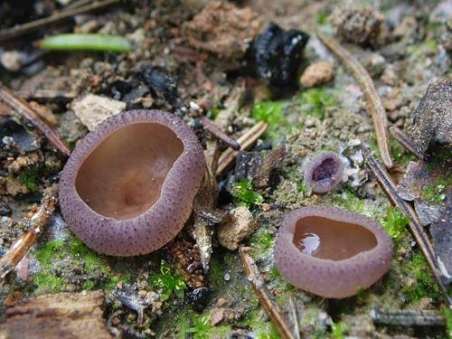 Ascomycetes Exemplares típicos: Peziza spp.; Talaromyces spp.; Sordaria spp. Geralmente filamentosos, com exceção das leveduras.