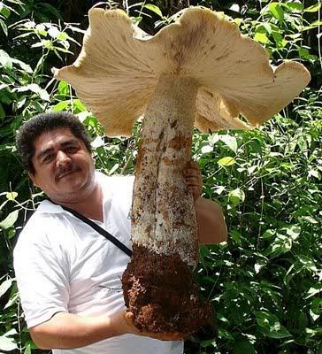 O maior fungo do mundo já catalogado é o Armillaria ostoyae, que apodrece raiz para captação de nutrientes, encontrado nos