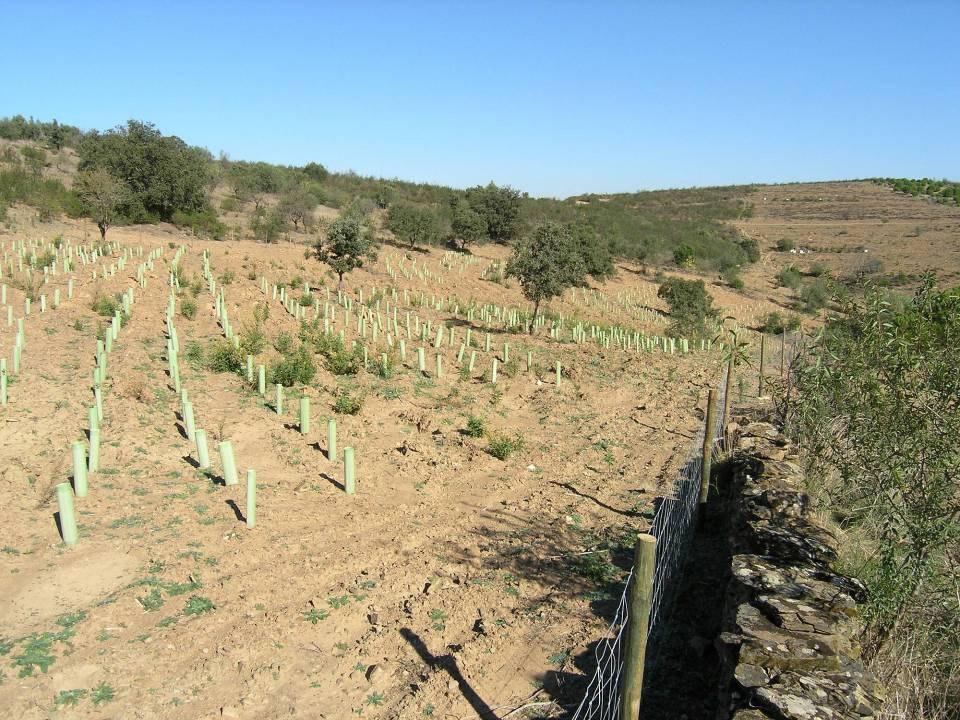 Associação de Proprietários Florestais das Cumeadas e do Baixo Guadiana