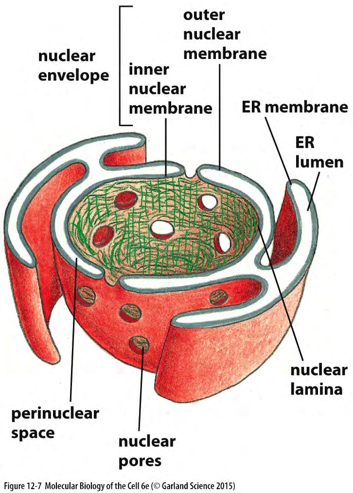 O Envelope Nuclear Tráfego de moléculas entre o