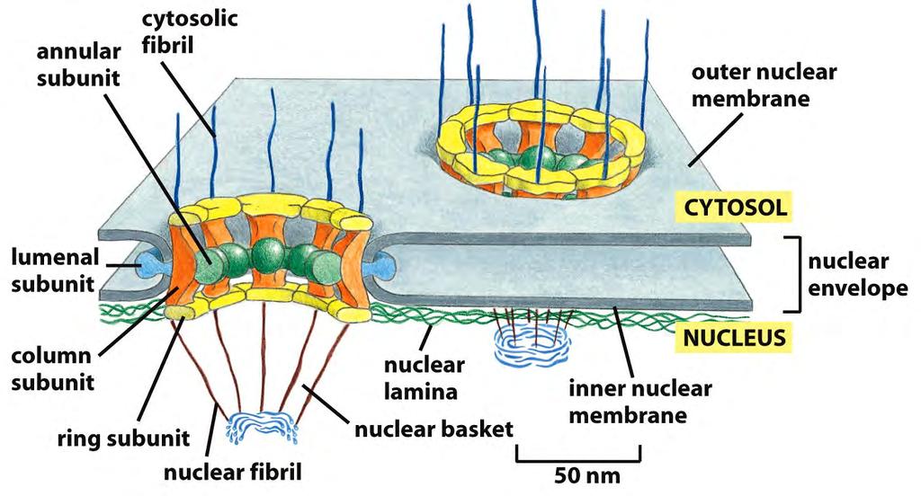 Os complexos de poro nuclear - NPCs Complexo é composto por ~ 30 proteínas: AS NUCLEOPORINAS ~120 nm em diametro 70 nm de