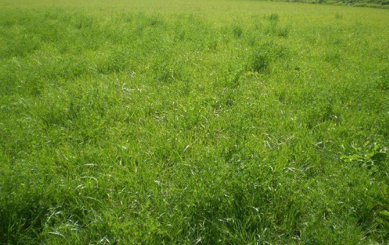 Outras gramíneas de excelente aceitação pelos equídeos são o Capim de Rhodes, Capim Gordura (Mellinis minutiflora) o Andropogon (Andropogon gayanus), o Jaraguá ou Provisório (Hypharenia rufa),