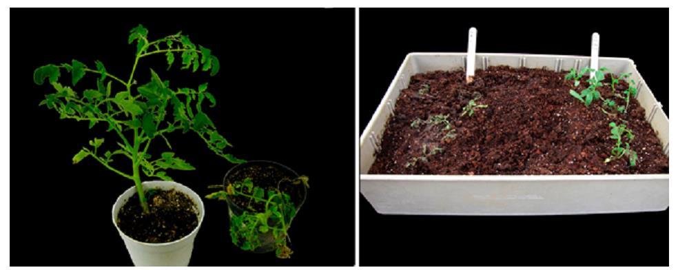 Expressão do operon prnabcd de Pseudomonas fluorescens