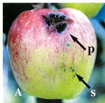 Sarna da maçã Causada pelo ascomiceto Venturia inaequalis