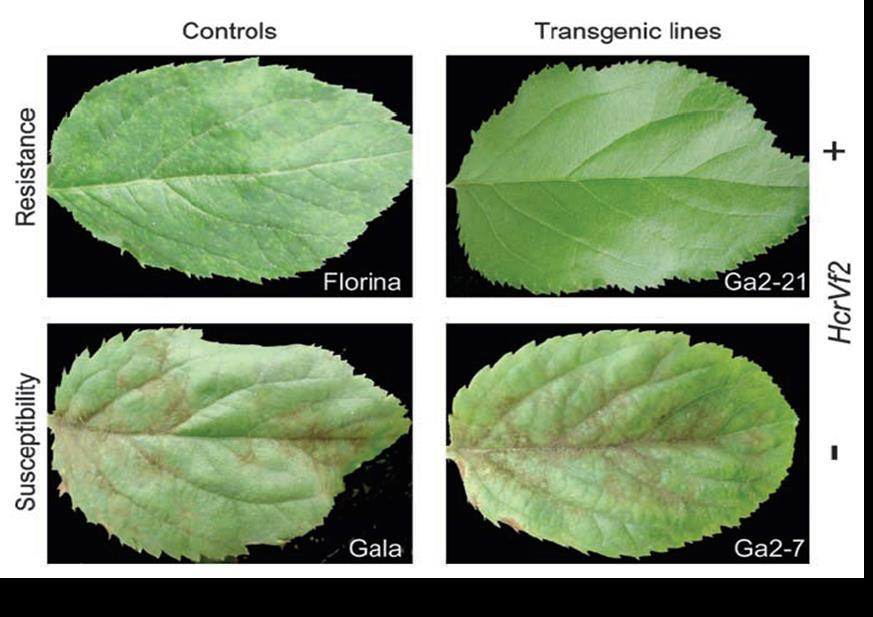 Variedades resistentes à sarna Vários acessos de germoplasma de Malus são resistentes à sarna A resistência já foi mapeada e um gene, Vf2 oriundo de Malus