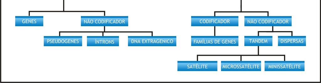 Introdução Figura 1. Organização do genoma eucarioto. Fonte: DNA Segredos & Mistérios (Farah, 2007). 1.2.1. Seqüências repetidas em tandem 1.2.1.1. DNAs satélites Seqüências satélites são altamente repetidas, variando de 100 a 300 pb (pares de bases) de comprimento e de 1.