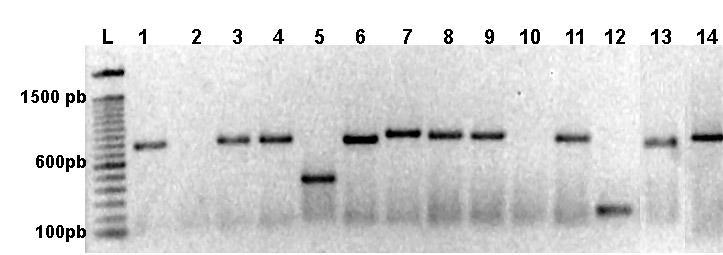 Resultados e Discussão A confirmação da presença de inserto nos plasmídeos recombinantes foi realizada através do método de PCR utilizando os primers M13F e M13R.