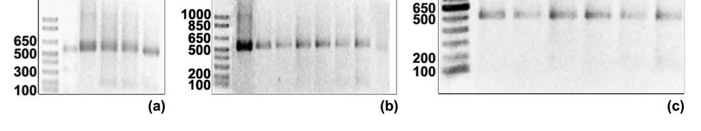 Cichla kelberi através de reações de PCR. Esses elementos apresentaram um tamanho de aproximadamente 600 pares de bases (Figura 8).