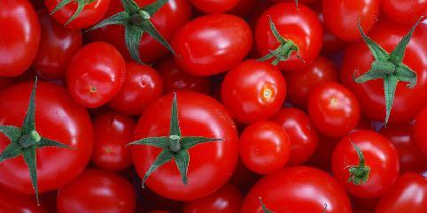 Como plantar tomate O tomate é um dos frutos mais cultivados do mundo, havendo milhares de cultivares que variam na forma, tamanho, cor e sabor.