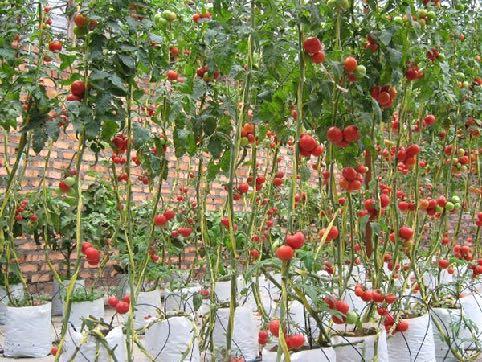 A principal característica que varia nos tomateiros é o hábito de crescimento, sendo que uma parte das cultivares tem hábito determinado, formando moitas e produzindo todos os frutos em um curto