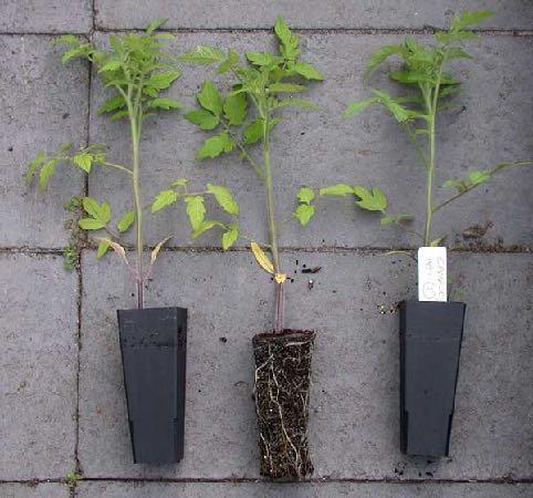 Plantio As sementes de tomate podem ser semeadas diretamente no local definitivo ou em sementeiras, copos ou saquinhos de plástico ou papel, com cerca de 10 cm de altura e 7 cm de diâmetro.