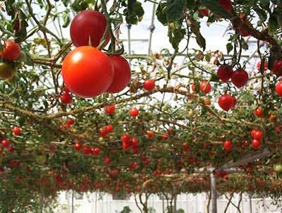Os tomateiros podem ser plantados em vasos, jardineiras, cestas suspensas, sacos plásticos com terra e outros tipos de recipientes, mas a cultivar a ser plantada deve ser escolhida de forma a adequar