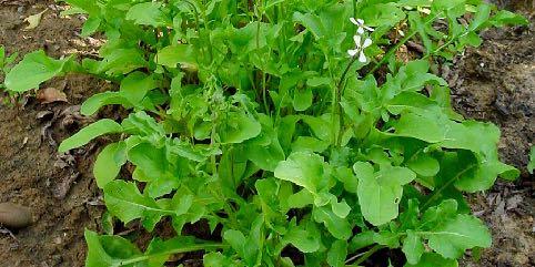 Como plantar rúcula A rúcula é uma planta anual cujas folhas são consumidas cruas, cozidas ou refogadas, sendo utilizadas em diversos tipos de receitas culinárias.