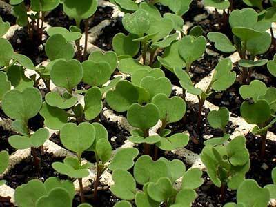 Plantio Semeie as sementes diretamente no local definitivo, superficialmente ou a uma profundidade não superior a 0,5 cm no solo. As sementes germinam normalmente em 4 a 8 dias.