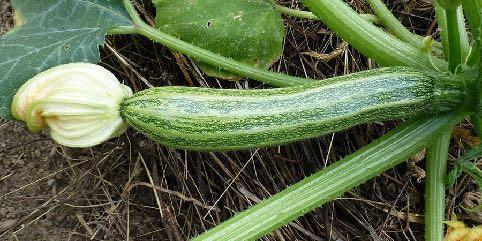 Como plantar abobrinha Clima A abobrinha cresce melhor em clima quente, sendo que a temperatura média ideal para o cultivo é de 18 C a 27 C.