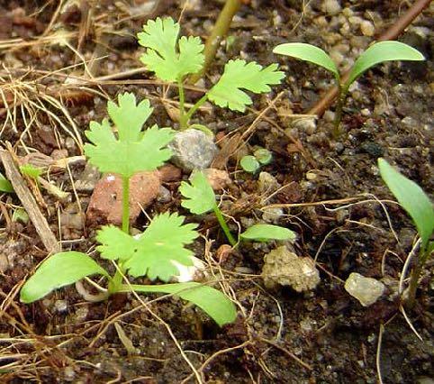 Plantio As sementes de coentro podem ter baixa taxa de germinação e podem demorar a germinar. Deixar as sementes de molho em água de 1 a 3 dias pode ajudar na germinação.