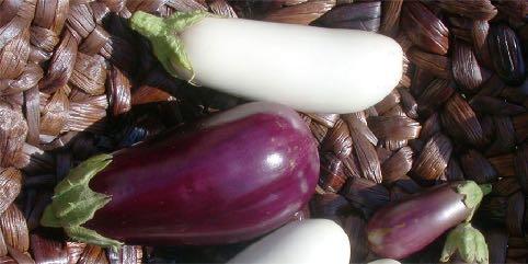 Como plantar berinjela A berinjela é uma planta cuja origem é disputada, tendo sido cultivada na Índia e no sul da China por pelo menos dois mil anos.