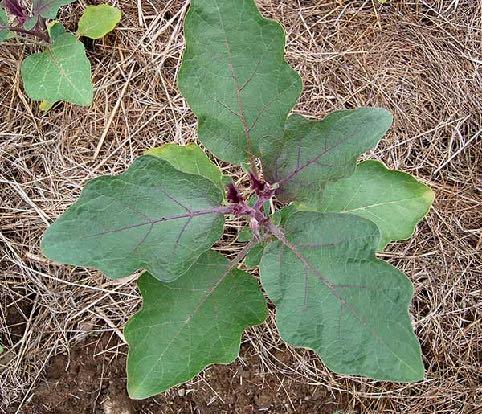 Clima A berinjela é uma planta tropical que necessita de temperaturas acima de 20 C para se desenvolver bem. Em regiões de clima quente pode ser cultivada o ano todo.