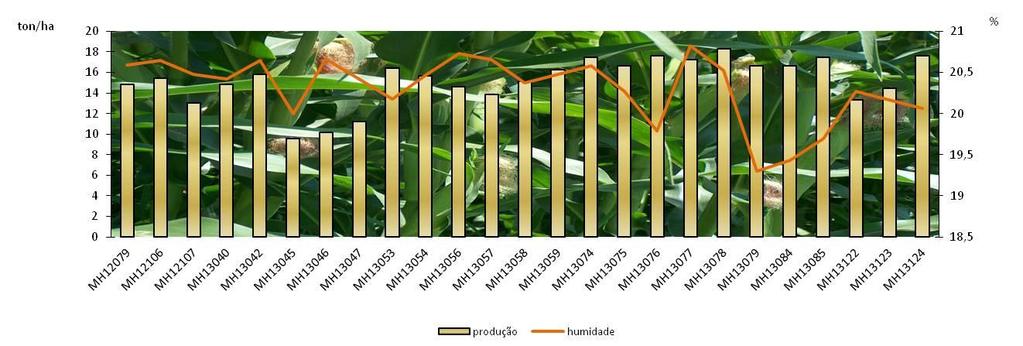 ensaio, expressa em toneladas por hectare e a respetiva percentagem de humidade são apresentadas na figura 5. Fig.