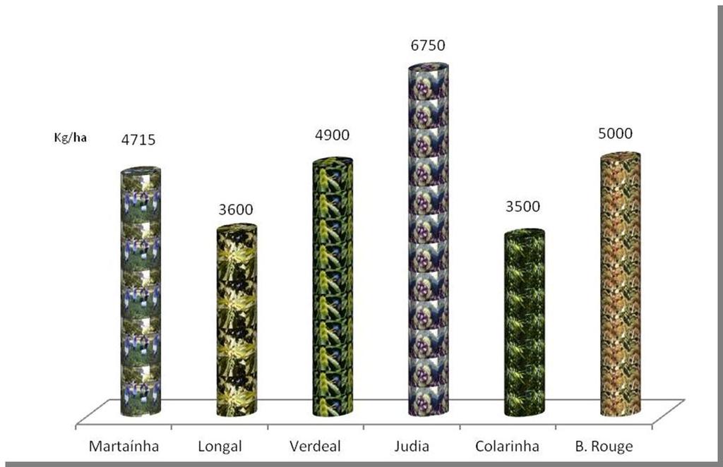 Pág. 33 Anuário de Experimentação 2013 A figura 9 representa o período de apanha das diferentes variedades; como podemos verificar na variedade Martaínha 80% da castanha caiu nas primeiras três