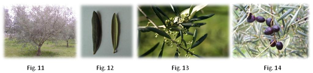 Pág. 43 Anuário de Experimentação 2013 da floração e a segunda após a floração, com borato de sódio na dose de 200gramas por 100 litros de água.