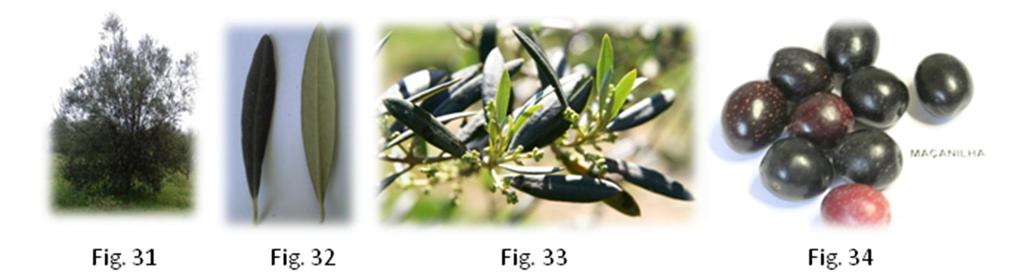 Pág. 46 Anuário de Experimentação 2013 As inflorescências, de comprimento médio, têm um número médio de flores por inflorescência (fig. 29).