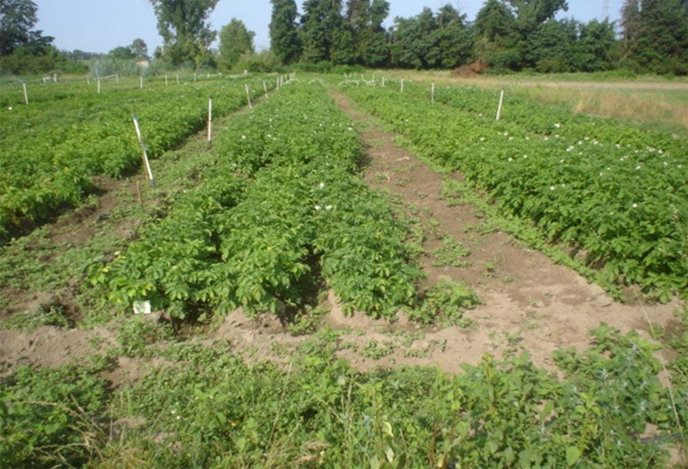 Pág. 88 Anuário de Experimentação 2013 Ensaio de cultivares de batata para a indústria João Moreira Este trabalho surgiu da necessidade de estudar alguns dos problemas sentidos pelas associações,