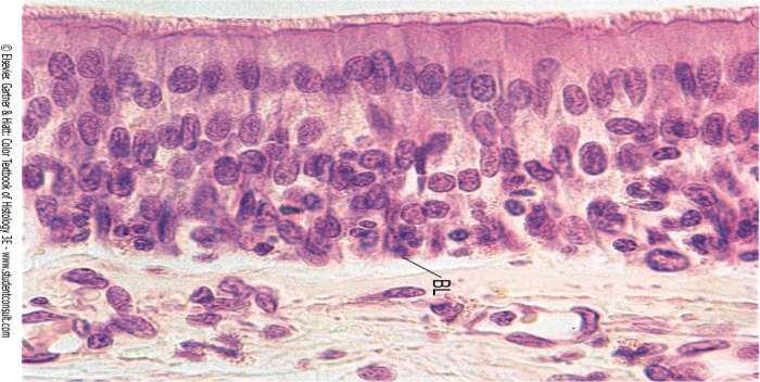 estratificado Ex: Trato respiratório