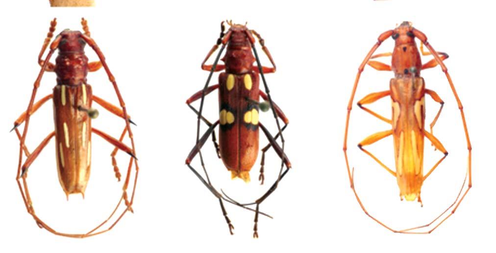 Figures 10-18. 10, Mecometopus placens; 11, Megacyllene (M.  83. Ambonus electus (Gahan, 1903) Trichophorus electus Gahan in Gahan & Arrow 1903: 254, Zikán & Zikán 1944: 9, Zajciw 1972: 51.