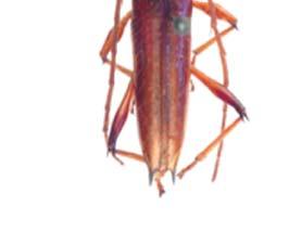 Elaphopsis rubida Audinet-Serville, 1834 (Figura 28) 19 20 21 22 23 24 25 26 27 Figuras 19-27.
