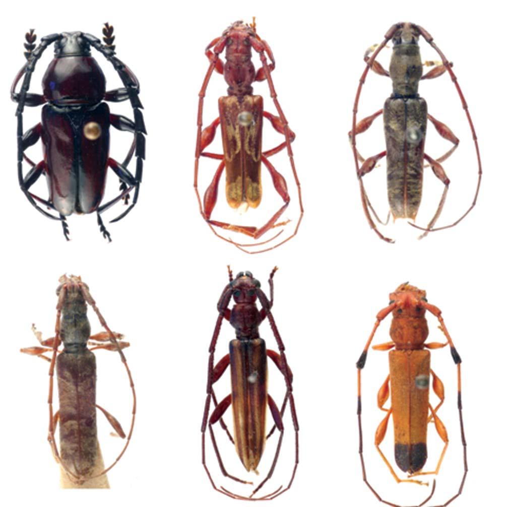 300 Biota Neotrop., vol. 9, no. 3 Monné, M.L. et al. 46 47 48 49 50 51 52 53 54 Figuras 46-54.