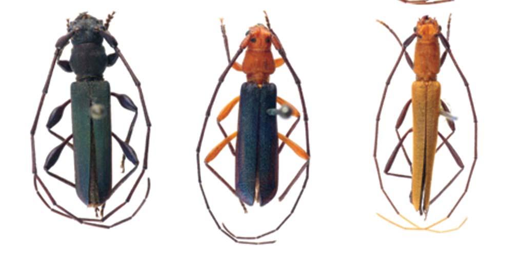 rufoscapus; 54, Xanthoeme signaticornis. Figures 46-54.  rufoscapus; 54, Xanthoeme signaticornis.