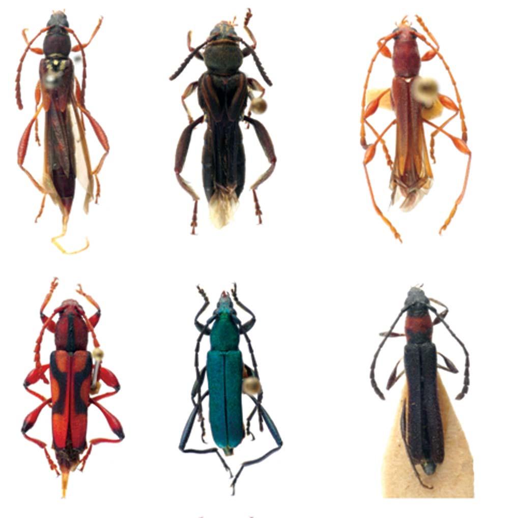 304 Biota Neotrop., vol. 9, no. 3 Monné, M.L. et al. 64 65 66 67 68 69 70 71 72 Figuras 64-72.