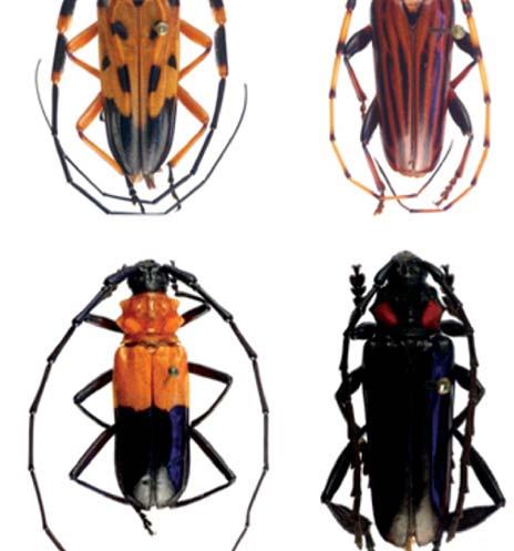 Chariergus (Oregostoma) signaticornis Lucas in Castelnau 1857: 188. Chariergus signaticornis: Zikán & Zikán 1944: 18, Zajciw 1972: 56.