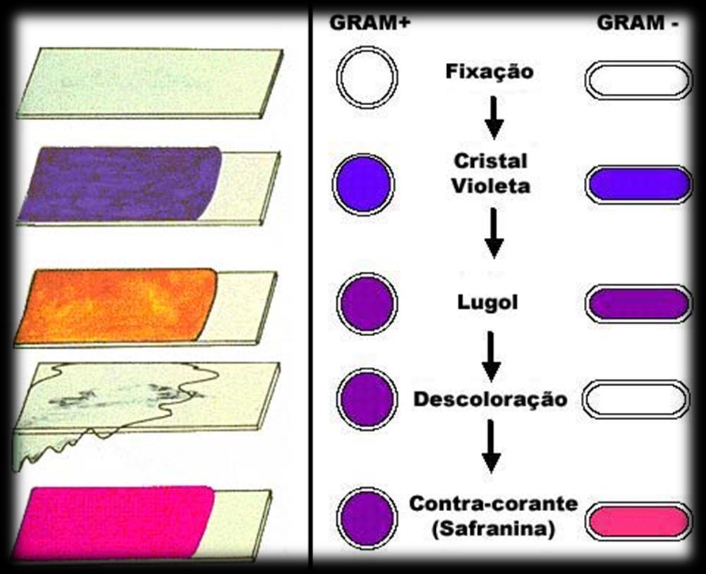 Coloração de Gram