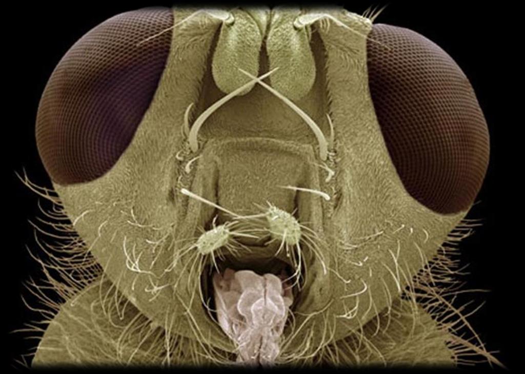 Microscopia Eletrônica de